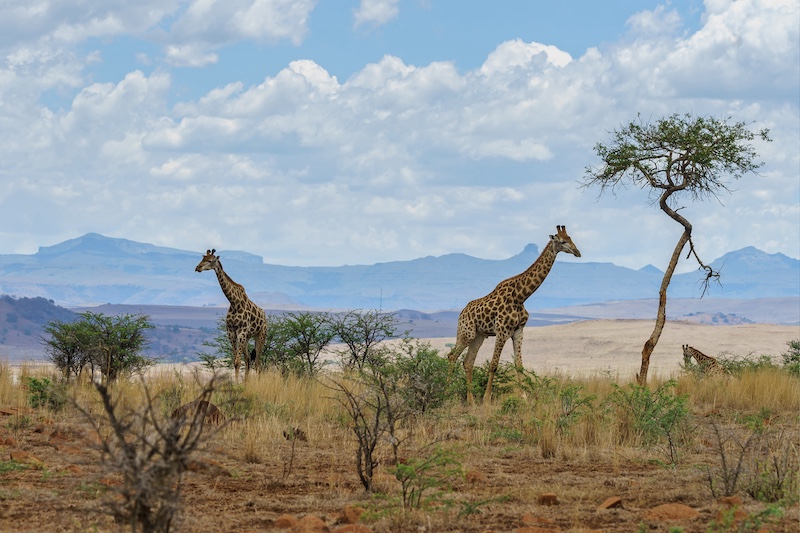 Turista en un safari en África
